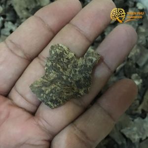 Oud morri ( عودموري)